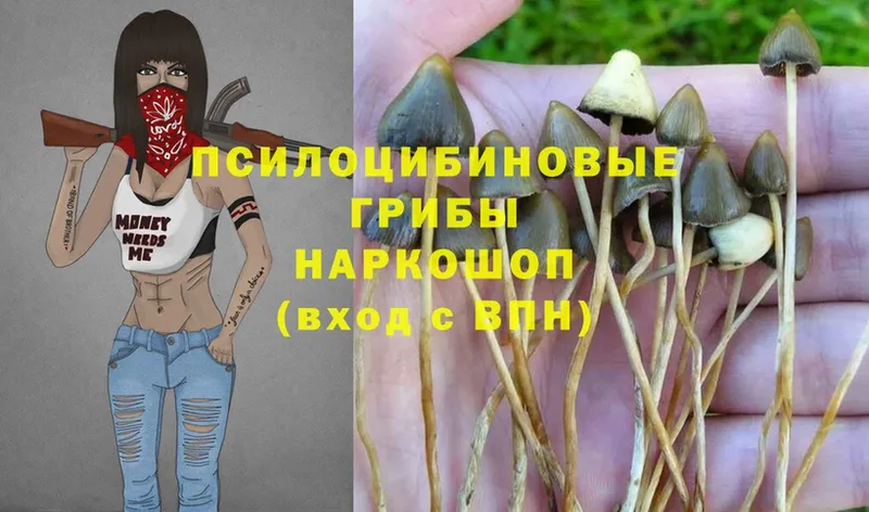 Галлюциногенные грибы Psilocybe  Ржев 